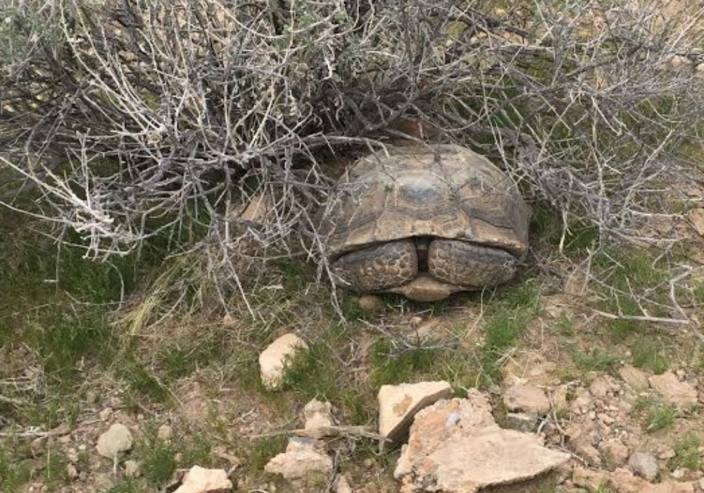 Mach8 Desert Tortoise